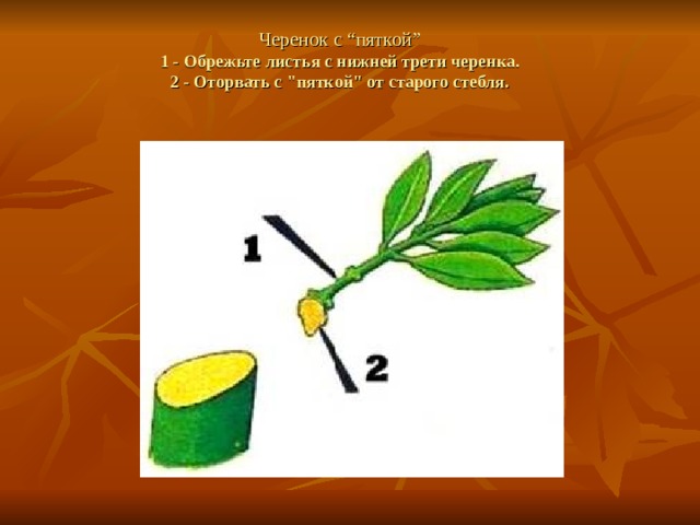 Черенок с “пяткой”  1 - Обрежьте листья с нижней трети черенка.  2 - Оторвать с 