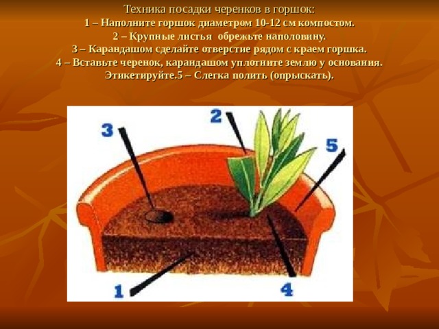 Техника посадки черенков в горшок:  1 – Наполните горшок диаметром 10-12 см компостом.  2 – Крупные листья  обрежьте наполовину.  3 – Карандашом сделайте отверстие рядом с краем горшка.  4 – Вставьте черенок, карандашом уплотните землю у основания. Этикетируйте.5 – Слегка полить (опрыскать). 