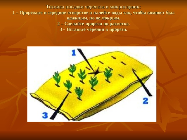 Техника посадки черенков в микропарник:  1 – Прорежьте в середине отверстие и налейте воды так, чтобы компост был влажным, но не мокрым.  2 – Сделайте прорези по разметке.  3 – Вставьте черенки в прорези. 