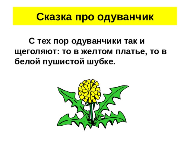 Сказка про одуванчик  С тех пор одуванчики так и щеголяют: то в желтом платье, то в белой пушистой шубке. 