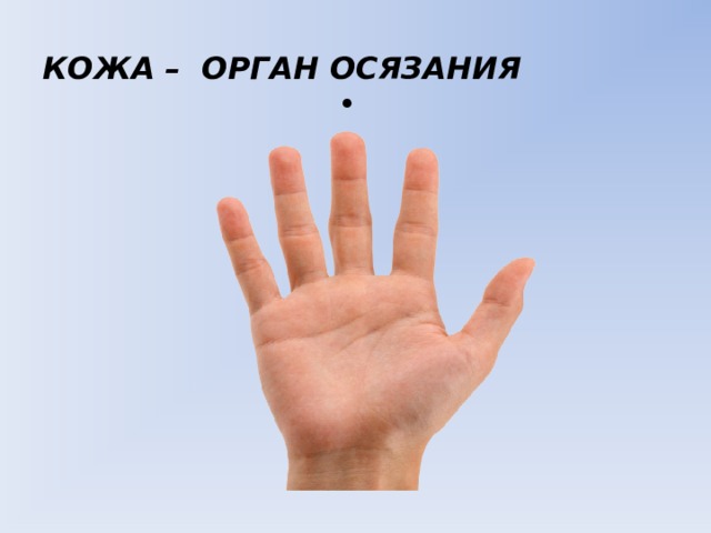 КОЖА – ОРГАН ОСЯЗАНИЯ  