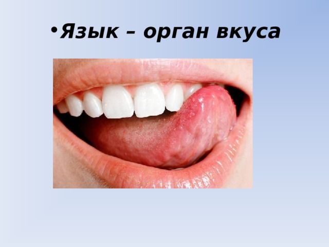 Язык – орган вкуса 
