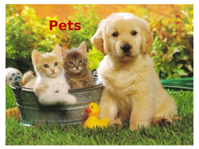Pets   