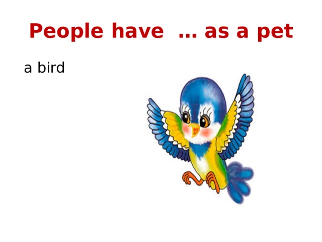 People have … as a pet  a bird 