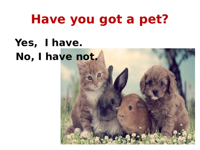 Have you got a pet?  Yes, I have.  No, I have not. 