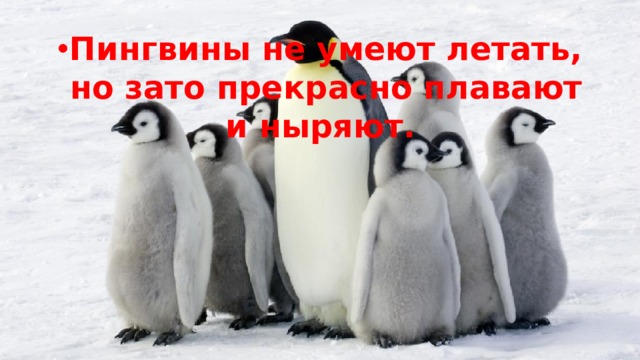 Пингвины не умеют летать, но зато прекрасно плавают и ныряют. 