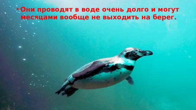 Они проводят в воде очень долго и могут месяцами вообще не выходить на берег. 