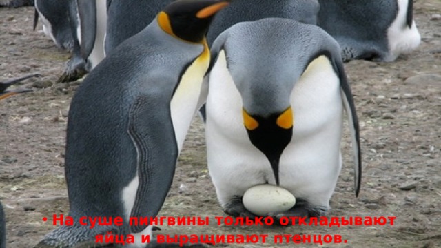 На суше пингвины только откладывают яйца и выращивают птенцов. 
