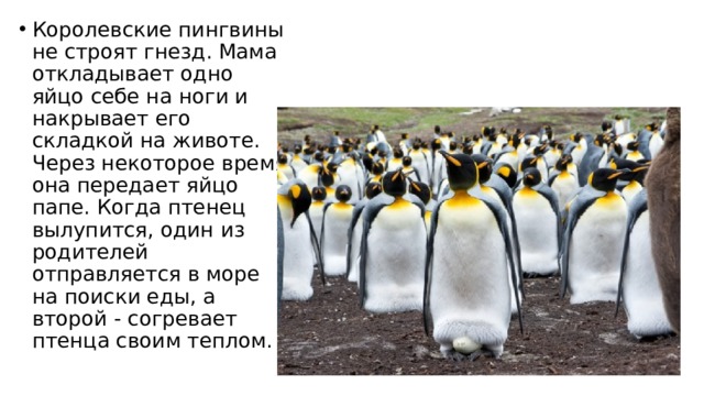 Королевские пингвины не строят гнезд. Мама откладывает одно яйцо себе на ноги и накрывает его складкой на животе. Через некоторое время она передает яйцо папе. Когда птенец вылупится, один из родителей отправляется в море на поиски еды, а второй - согревает птенца своим теплом. 