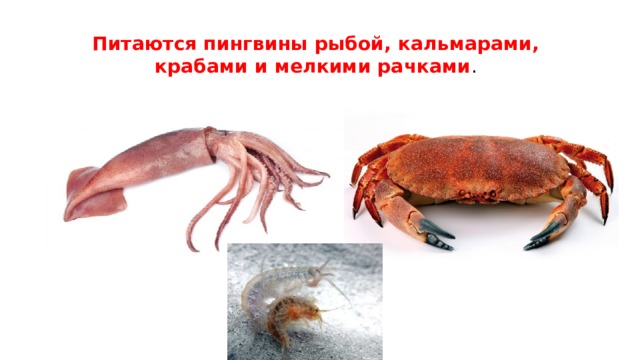 Питаются пингвины рыбой, кальмарами, крабами и мелкими рачками . 