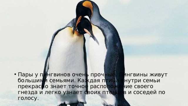 Пары у пингвинов очень прочные. Пингвины живут большими семьями. Каждая птица внутри семьи прекрасно знает точное расположение своего гнезда и легко узнает своих птенцов и соседей по голосу. 