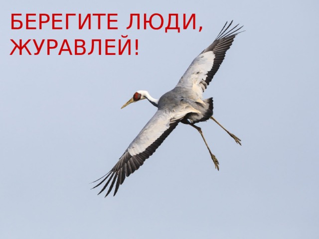 БЕРЕГИТЕ ЛЮДИ, ЖУРАВЛЕЙ! 