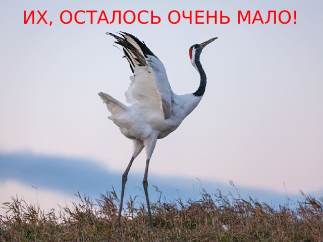 ИХ, ОСТАЛОСЬ ОЧЕНЬ МАЛО! 