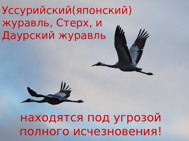 Уссурийский(японский) журавль, Стерх, и Даурский журавль находятся под угрозой полного исчезновения! 