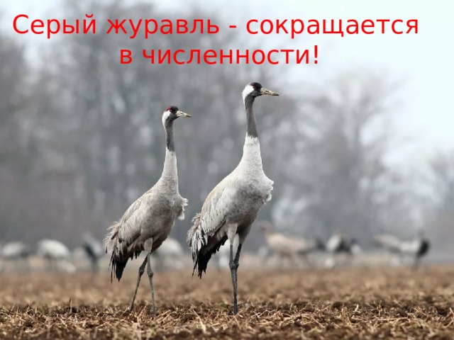 Серый журавль - сокращается в численности! 