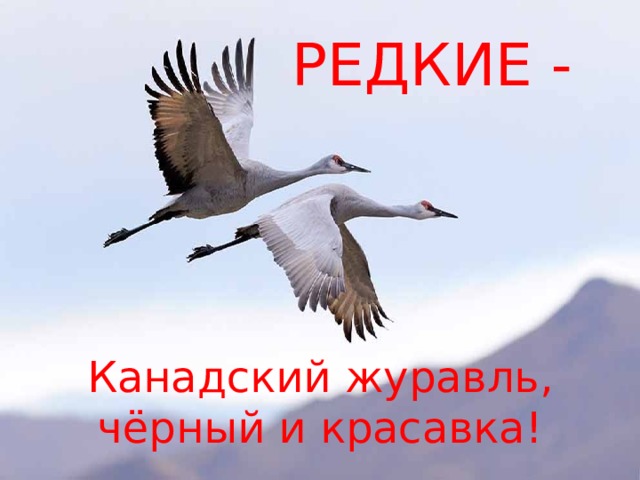РЕДКИЕ - Канадский журавль, чёрный и красавка! 