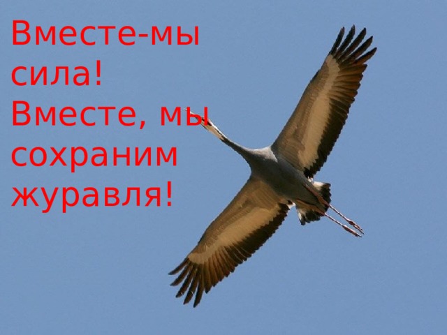 Вместе-мы сила! Вместе, мы сохраним журавля! 