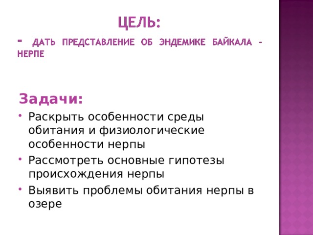 Задачи: Раскрыть особенности среды обитания и физиологические особенности нерпы Рассмотреть основные гипотезы происхождения нерпы Выявить проблемы обитания нерпы в озере  