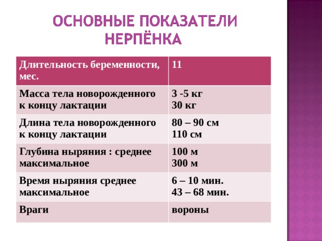 Длительность беременности, мес. 11 Масса тела новорожденного к концу лактации 3 -5 кг 30 кг Длина тела новорожденного к концу лактации 80 – 90 см 110 см Глубина ныряния : среднее максимальное 100 м 300 м Время ныряния среднее максимальное 6 – 10 мин. 43 – 68 мин. Враги вороны 