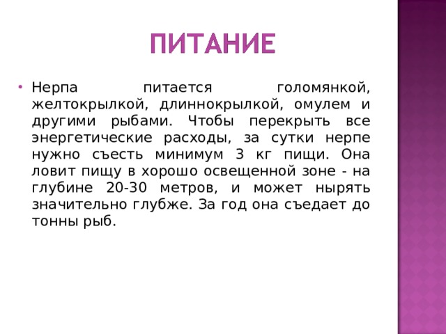 Нерпа питается голомянкой, желтокрылкой, длиннокрылкой, омулем и другими рыбами. Чтобы перекрыть все энергетические расходы, за сутки нерпе нужно съесть минимум 3 кг пищи. Она ловит пищу в хорошо освещенной зоне - на глубине 20-30 метров, и может нырять значительно глубже. За год она съедает до тонны рыб. 
