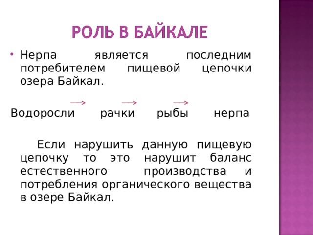 Нерпа является последним потребителем пищевой цепочки озера Байкал. Водоросли рачки рыбы нерпа  Если нарушить данную пищевую цепочку то это нарушит баланс естественного производства и потребления органического вещества в озере Байкал. 