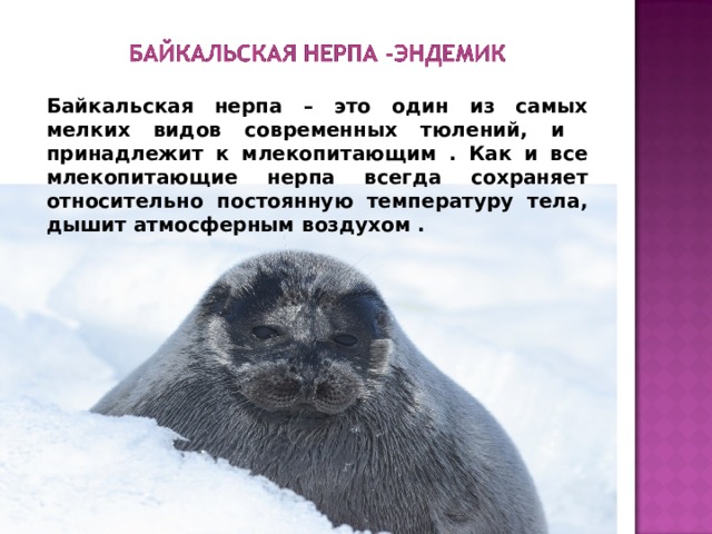 Байкальская нерпа – это один из самых мелких видов современных тюлений, и принадлежит к млекопитающим . Как и все млекопитающие нерпа всегда сохраняет относительно постоянную температуру тела, дышит атмосферным воздухом . 
