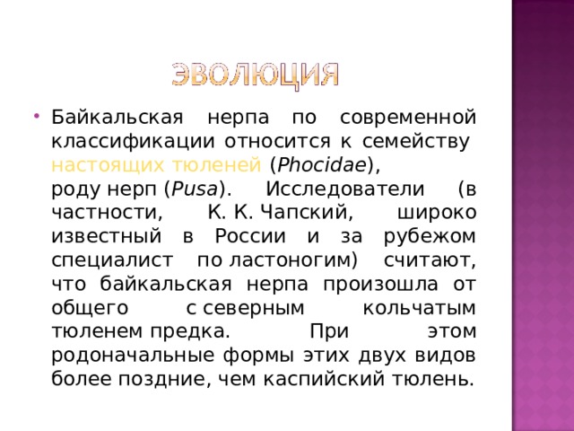 Байкальская нерпа по современной классификации относится к семейству  настоящих тюленей  ( Phocidae ), роду нерп ( Pusa ). Исследователи (в частности, К. К. Чапский, широко известный в России и за рубежом специалист по ластоногим) считают, что байкальская нерпа произошла от общего с северным кольчатым тюленем предка. При этом родоначальные формы этих двух видов более поздние, чем каспийский тюлень. 