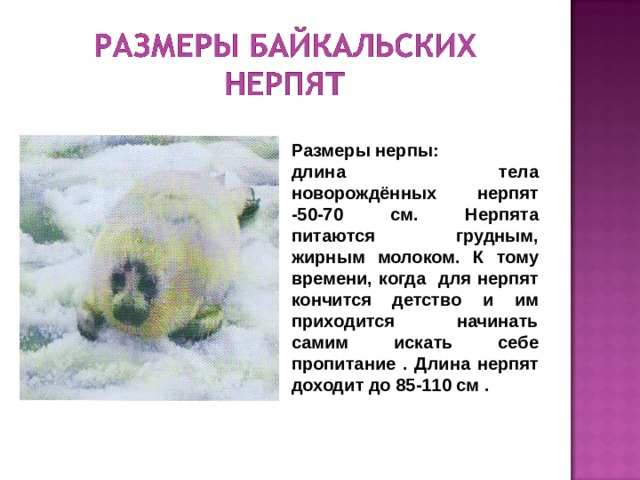 Размеры нерпы: длина тела новорождённых нерпят -50-70 см.  Нерпята питаются грудным, жирным молоком. К тому времени, когда для нерпят кончится детство и им приходится начинать самим искать себе пропитание . Длина нерпят доходит до 85-110 см . 
