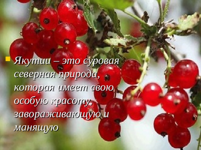 Якутии – это суровая северная природа, которая имеет свою особую красоту, завораживающую и манящую   