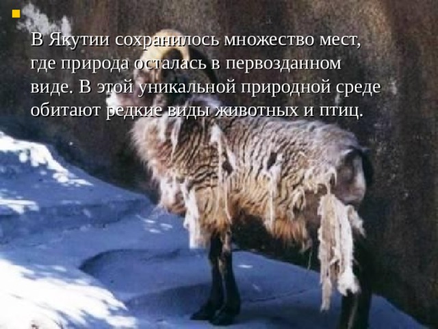  В Якутии сохранилось множество мест, где природа осталась в первозданном виде. В этой уникальной природной среде обитают редкие виды животных и птиц.    
