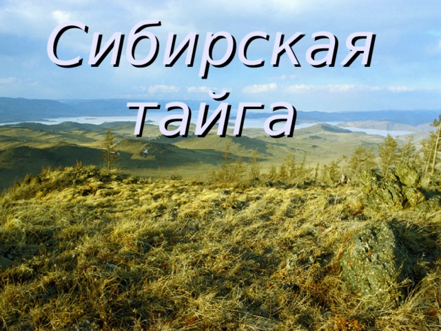 Сибирская тайга 