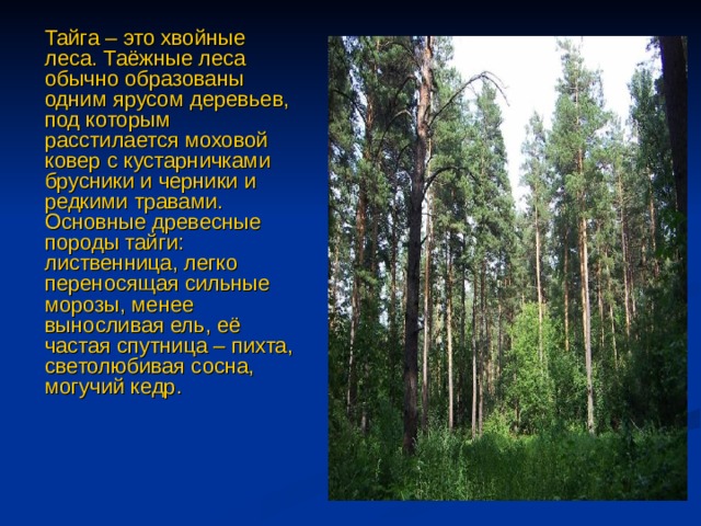  Тайга – это хвойные леса. Таёжные леса обычно образованы одним ярусом деревьев, под которым расстилается моховой ковер с кустарничками брусники и черники и редкими травами.  Основные древесные породы тайги: лиственница, легко переносящая сильные морозы, менее выносливая ель, её частая спутница – пихта, светолюбивая сосна, могучий кедр.   
