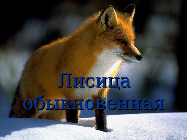   Лисица обыкновенная 