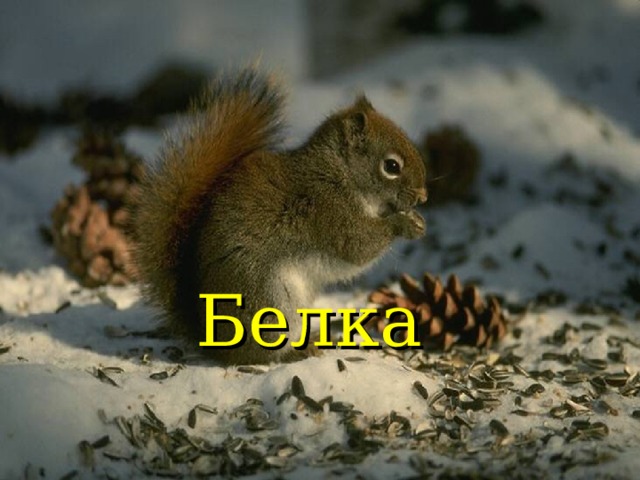   Белка  