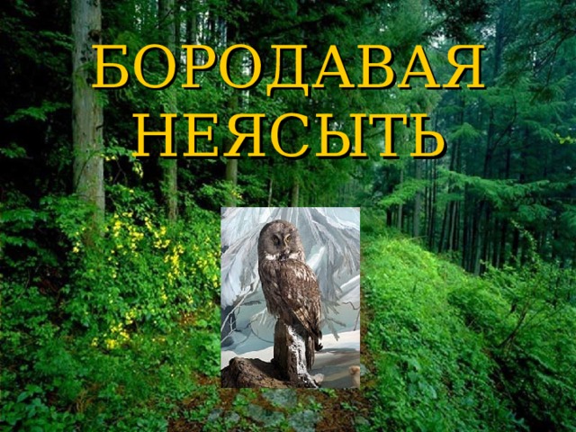БОРОДАВАЯ НЕЯСЫТЬ 