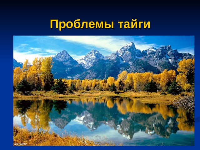 Проблемы тайги 