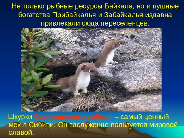 Не только рыбные ресурсы Байкала, но и пушные богатства Прибайкалья и Забайкалья издавна привлекали сюда переселенцев.  Шкурки баргузинского соболя  – самый ценный мех в Сибири. Он заслуженно пользуется мировой славой. 