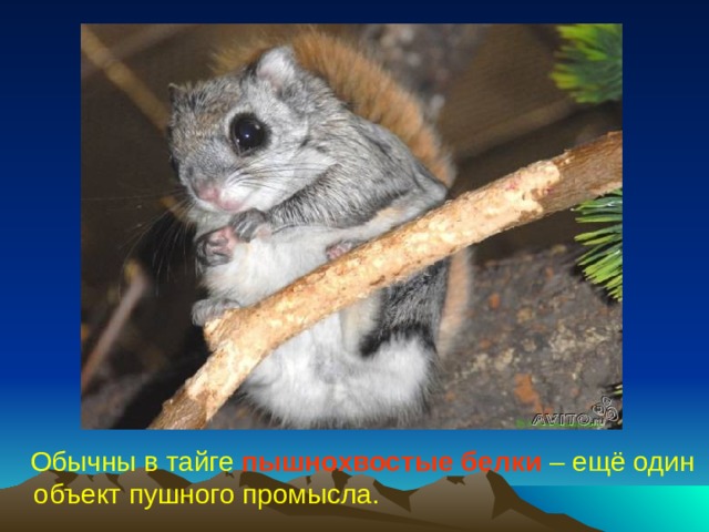  Обычны в тайге пышнохвостые белки  – ещё один объект пушного промысла. 
