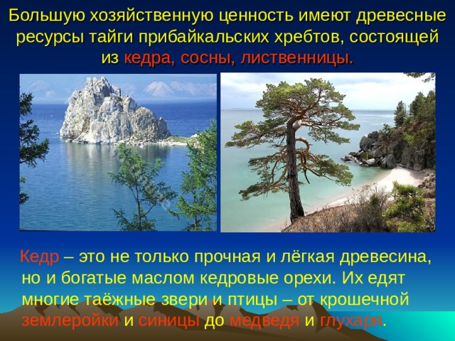 Большую хозяйственную ценность имеют древесные ресурсы тайги прибайкальских хребтов, состоящей из кедра, сосны, лиственницы.   Кедр – это не только прочная и лёгкая древесина, но и богатые маслом кедровые орехи. Их едят многие таёжные звери и птицы – от крошечной землеройки и синицы до медведя и глухаря . 
