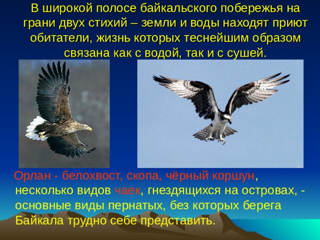 В широкой полосе байкальского побережья на грани двух стихий – земли и воды находят приют обитатели, жизнь которых теснейшим образом связана как с водой, так и с сушей.  Орлан - белохвост, скопа, чёрный коршун , несколько видов чаек , гнездящихся на островах, - основные виды пернатых, без которых берега Байкала трудно себе представить. 