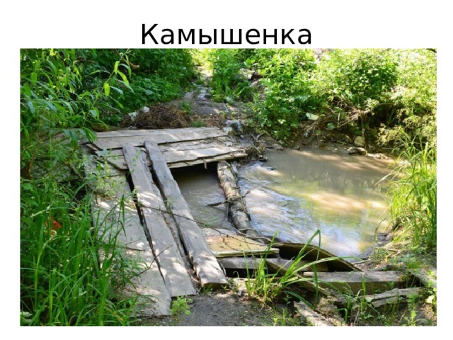 Камышенка 