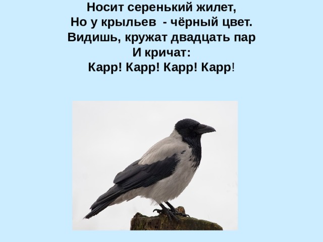 Носит серенький жилет,  Но у крыльев - чёрный цвет.  Видишь, кружат двадцать пар  И кричат:  Карр! Карр! Карр! Карр !     