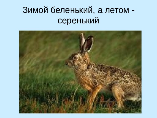 Зимой беленький, а летом - серенький 
