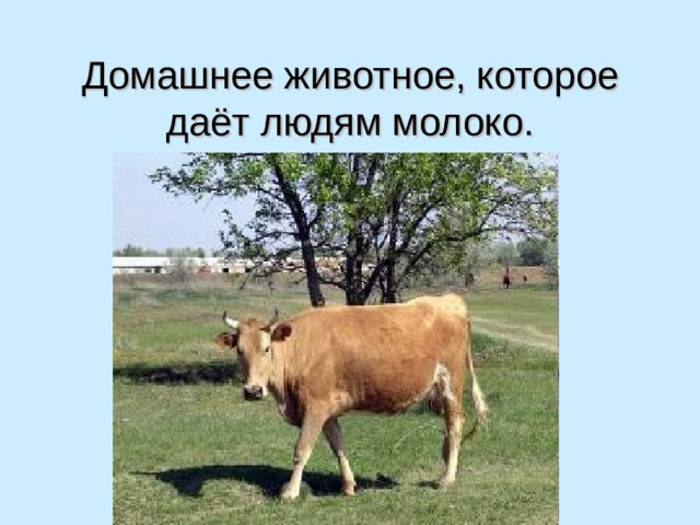 Домашнее животное, которое даёт людям молоко.   