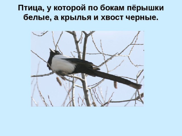 Птица, у которой по бокам пёрышки белые, а крылья и хвост черные.   
