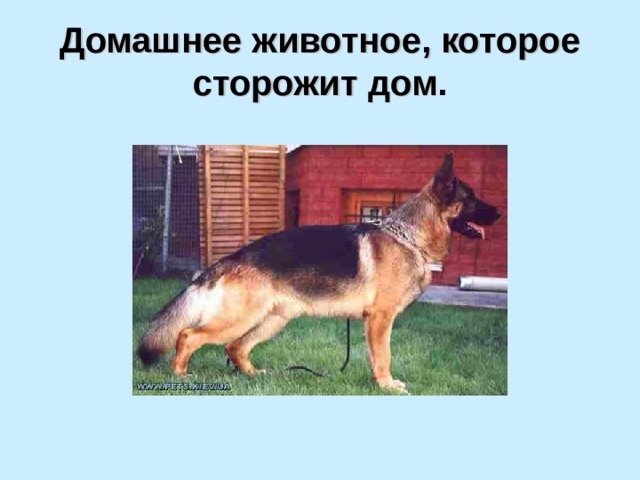 Домашнее животное, которое сторожит дом . 