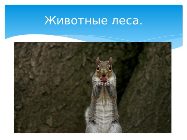 Животные леса. 