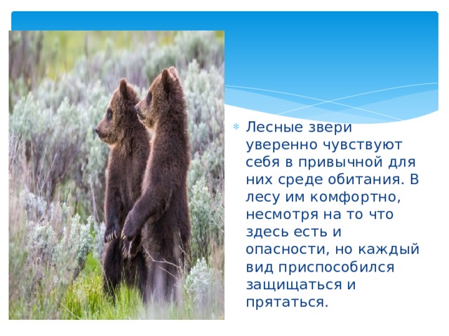 Лесные звери уверенно чувствуют себя в привычной для них среде обитания. В лесу им комфортно, несмотря на то что здесь есть и опасности, но каждый вид приспособился защищаться и прятаться. 