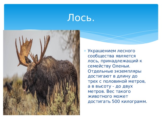 Лось. Украшением лесного сообщества является лось, принадлежащий к семейству Оленьи. Отдельные экземпляры достигают в длину до трех с половиной метров, а в высоту - до двух метров. Вес такого животного может достигать 500 килограмм. 