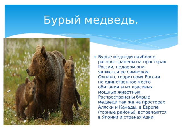 Бурый медведь. Бурые медведи наиболее распространены на просторах России, недаром они являются ее символом. Однако, территория России не единственное место обитания этих красивых мощных животных. Распространены бурые медведи так же на просторах Аляски и Канады, в Европе (горные районы), встречаются в Японии и странах Азии. 